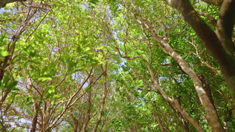Follaje-Verde-Y-Exuberante-De-Los-árboles-Ondeando-Contra-El-Viento-Durante-Un-Día-Soleado-De-Verano