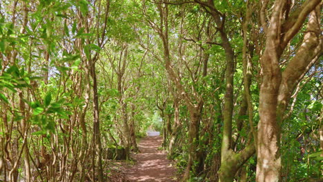 Spaziergang-Durch-Einen-Waldweg,-Umgeben-Von-Bäumen-Mit-Grünem-Laub