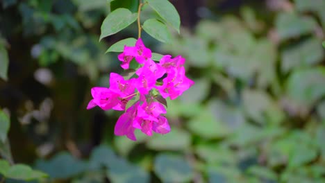 Bougainvillea-flowers-along-the-streets-in-old-mumbai
