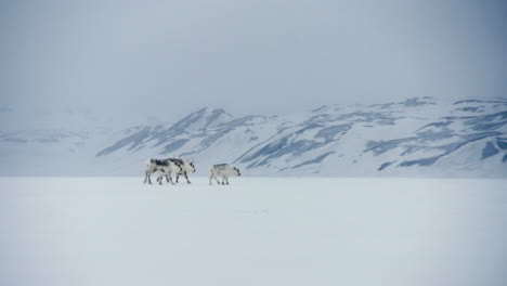Svalbard-Reindeer-family-striving-through-deserted-arctic-landscape