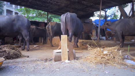 Tierkuh-Büffel-Tierheim-Mit-Weitem-Blick-In-Mumbai