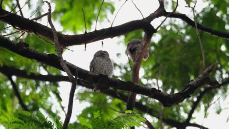One-in-a-lower-branch-roosting-then-flies-away-to-the-right-and-then-other-left-seen-at-the-background,-Spotted-Owlet-Athene-brama,-Thailand