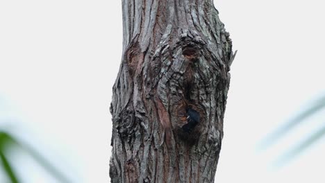 Die-Kamera-Zoomt-Heraus,-Während-Dieser-Winzige-Raubvogel-Außerhalb-Seines-Nestes-Zu-Sehen-Ist,-Schwarzschenkelfalke-(Microhierax-Fringillarius),-Thailand