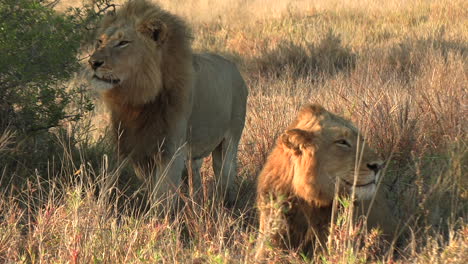 Duftmarkierung-Eines-Männlichen-Löwen-Im-Afrikanischen-Savannengrasland