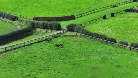 Pferde-Laufen-Auf-Dem-Bauernhof
