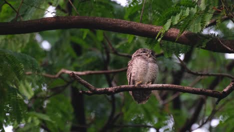 Perched-on-a-horizontal-branch-while-looking-to-the-right-then-faces-front-and-turns-suddenly-to-the-left,-Spotted-Owlet-Athene-brama,-Thailand