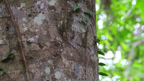 Two-individuals-seen-on-the-side-of-a-tree-facing-up,-Blanford's-Flying-Dragon-Draco-blanfordii,-Thailand