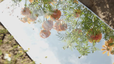Blumen-In-Einem-Spiegel-Cempacuchil,-Ringelblume