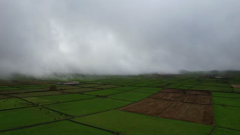 Green-farm-fields-with-cows-in-Azores-under-a-very-foggy-environment