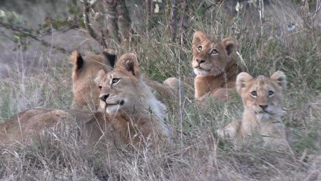 Sonniger-Tag-Mit-Löwenbabys-Im-Afrikanischen-Grasland