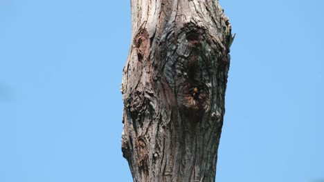 Wunderschöner-Blauer-Himmel,-Während-Dieser-Raubvogel-Tief-In-Sein-Nest-Hineingeht-Und-Sich-Dann-Umdreht,-Um-Wegzufliegen,-Schwarzschenkelfalke-(Microhierax-Fringillarius),-Thailand