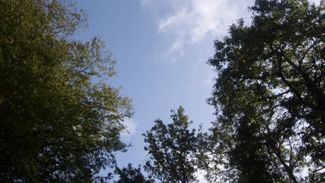 Mirando-Hacia-La-Copa-De-Un-árbol-Con-Nubes-Pasando