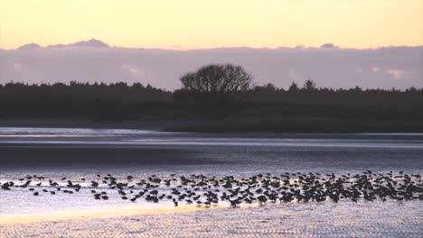 A-huge-flock-of-birds-in-the-shallow-water-on-the-beach-and-then-flying-away