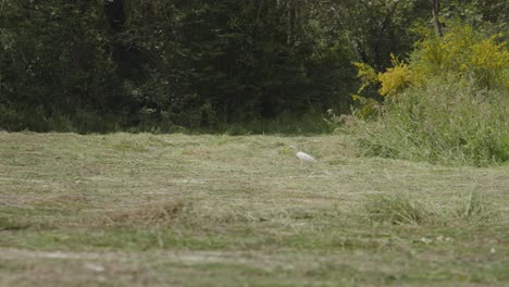 Pájaro-Blanco-Solitario-Caminando-Sobre-Un-Prado-Verde,-Vista-A-Distancia