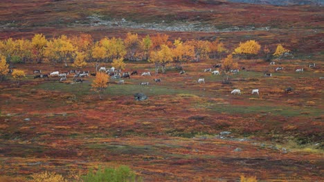 A-large-herd-of-reindeer-grazes-and-moves-through-the-Norwegian-tundra