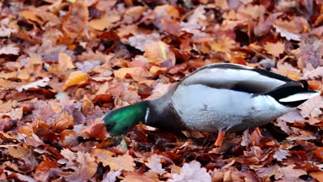 Mallard-drake-looks-for-food-in-the-autumn-leaves-in-the-Sauerland