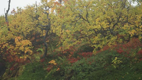 Wunderschöne-Herbstfarben-Im-Abgelegenen-Hain-In-Der-Norwegischen-Tundra