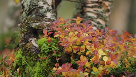 Bright-colored-cranberry-leaves-and-soft-moss-around-the-birch-tree-trunk