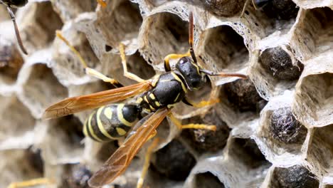 Macro-shot-of-wild-Wasp-resting-on-Honeycomb-during-sunny-day-outdoors