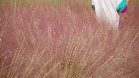 Person-Walking-Behind-Pink-Muhly-Grass-In-Bloom-At-Pocheon-Herb-Island-In-South-Korea