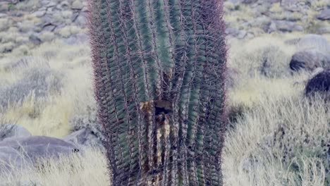Cinematic-close-up-booming-up-shot-of-a-lone-saguaro-cactus-at-Palm-Canyon-in-Southern-California