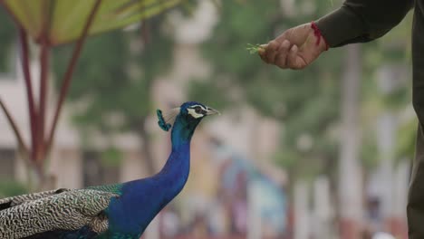 Close-up-handheld-shot-of-male-hand-feeding-loose-peacock-in-park