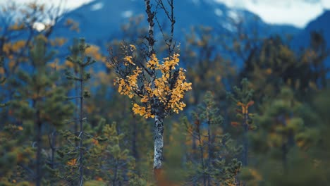 Eine-Verdrehte,-Halb-Verwelkte-Birke,-Bedeckt-Mit-Orange-gelben-Blättern-In-Der-Herbsttundra