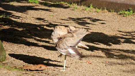 Buschbrachvogel-In-Queensland,-Australien