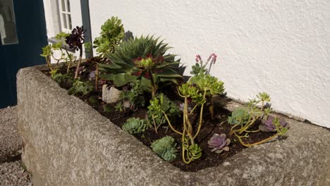 old-stone-drinking-trough-planted-with-succulents-plants