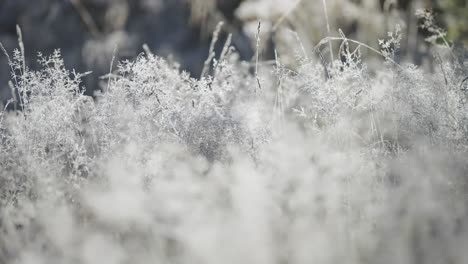 A-natural-filigree-of-the-hoarfrost-on-the-grasses-and-weeds