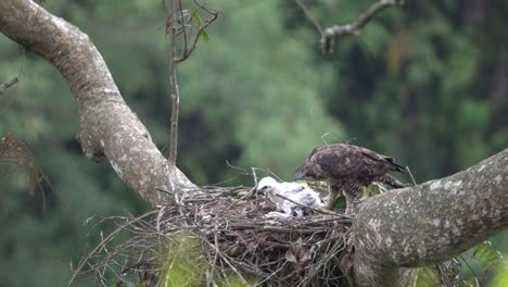 javan-hawk-eagle-with-its-chicks-in-the-nest,-in-a-tree-in-the-wild-forest