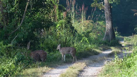Eine-Kleine-Herde-Gefleckter-Hirsche-Auf-Einer-Unbefestigten-Straße-In-Der-Morgensonne-Im-Chitwan-Nationalpark-In-Nepal