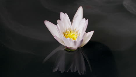 Peaceful-white-water-lily-reflection-with-slow-moving-mist-on-water-surface