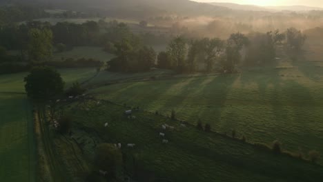 Grazing-Cows-in-Bucolic-Landscape,-Misty-Sunrise-Aerial-Horizon-Reveal