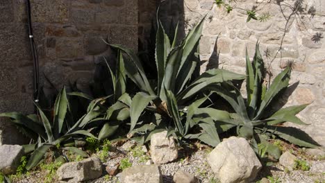 wide-shot-of-Agave-America-against-the-stone-wall