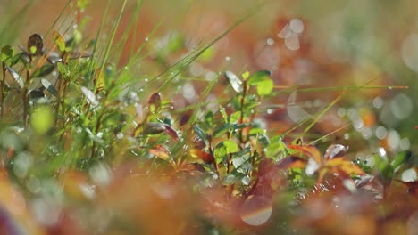 Blades-of-grass-and-eaves-of-tiny-plants-beaded-with-dew-drops