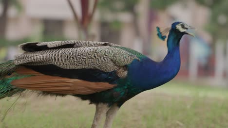 Close-up-handheld-shot-of-male-hand-feeding-loose-peacock-in-park