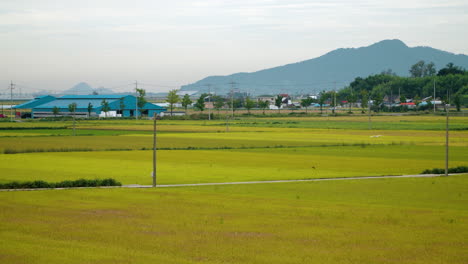 Rice-Farmland-With-Mountain-View-In-Gunsan-Countryside,-North-Jeolla-Province,-South-Korea