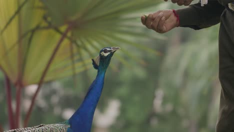 Peacock-in-park-eating-out-of-mans-hand