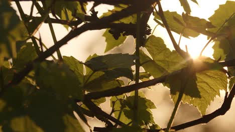 Evening-sun-glowing-through-green-leaves,-cinematic-motion-view