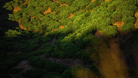 Time-lapse-transition-of-sun-light-moving-through-lush-vegetation