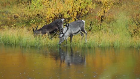 Two-reindeer-graze-on-the-bank-of-the-shallow-lake-in-rainy-weather