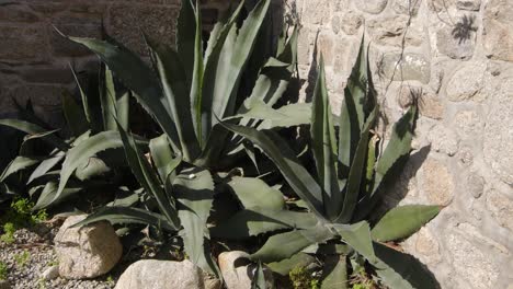 Angled-shot-of-Agave-America-against-the-stone-wall