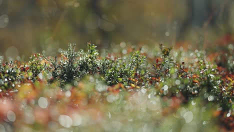 Tiny-plants-beaded-with-dew-in-the-colorful-autumn-tundra-undergrowth
