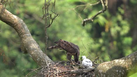 Un-águila-Halcón-De-Java-Y-Sus-Polluelos-Están-En-Su-Nido-En-La-Naturaleza
