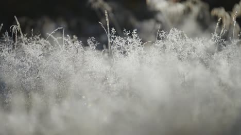 Filigree-of-the-sparkling-hoarfrost-on-the-the-dry-grass