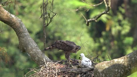 a-javan-hawk-eagle-is-teaching-its-young-how-to-eat-fresh-bat-meat,-in-a-tree-in-the-middle-of-forest-in-the-wild