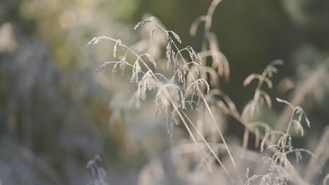 Zartes-Gras,-Bedeckt-Mit-Dünnem-Raureif-An-Einem-Kühlen-Morgen