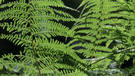 Exuberantes-Plantas-De-Helecho-Común-Verde-Creciendo-En-Un-Bosque-Oscuro,-Worcestershire,-Inglaterra