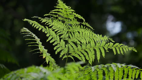 Lush-green-Common-Fern-plants-groiwng-in-a-dark-woodland,-Worcestershire,-England